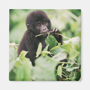 Niedliche Kleintiere Mountain Gorilla Baby Magnet