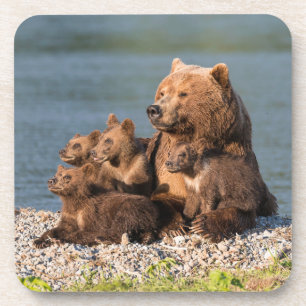 Niedliche Kleintiere   Mutter Bären & Cubs Getränkeuntersetzer