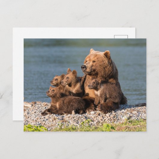 Niedliche Kleintiere | Mutter Bären & Cubs Postkarte (Vorne/Hinten)
