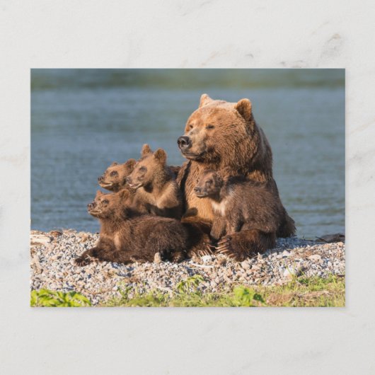Niedliche Kleintiere | Mutter Bären & Cubs Postkarte (Vorderseite)