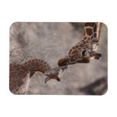 Niedliche Kleintiere | Mutter und Baby Giraffe Magnet (Horizontal)