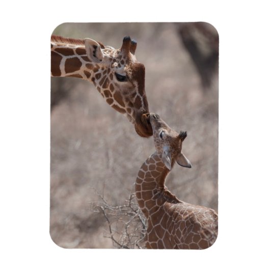 Niedliche Kleintiere | Mutter und Baby Giraffe Magnet (Vertikal)