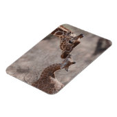 Niedliche Kleintiere | Mutter und Baby Giraffe Magnet (Linke Seite)