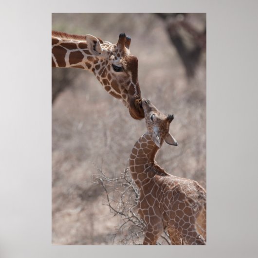 Niedliche Kleintiere | Mutter und Baby Giraffe Poster (Vorne)