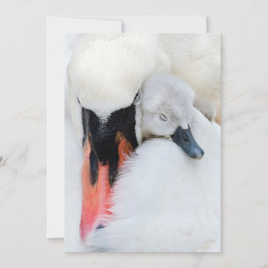 Niedliche Kleintiere | Mutter und Baby Mute Swan Dankeskarte (Vorderseite)
