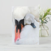 Niedliche Kleintiere | Mutter und Baby Mute Swan Dankeskarte (Stehend Vorderseite)