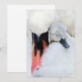 Niedliche Kleintiere | Mutter und Baby Mute Swan Dankeskarte (Vorne/Hinten)