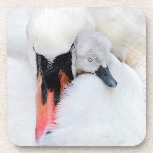 Niedliche Kleintiere | Mutter und Baby Mute Swan Getränkeuntersetzer (Vorderseite)