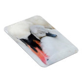 Niedliche Kleintiere | Mutter und Baby Mute Swan Magnet (Rechte Seite)