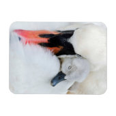 Niedliche Kleintiere | Mutter und Baby Mute Swan Magnet (Horizontal)