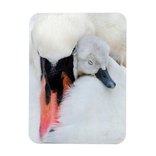 Niedliche Kleintiere | Mutter und Baby Mute Swan Magnet (Vertikal)