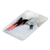 Niedliche Kleintiere | Mutter und Baby Mute Swan Magnet (Linke Seite)