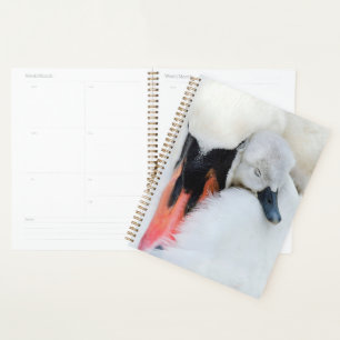 Niedliche Kleintiere Mutter und Baby Mute Swan Planer