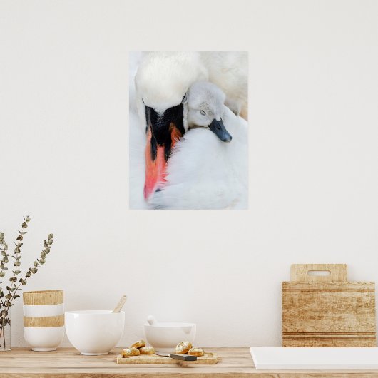Niedliche Kleintiere | Mutter und Baby Mute Swan Poster (Küche)