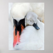 Niedliche Kleintiere | Mutter und Baby Mute Swan Poster (Vorne)