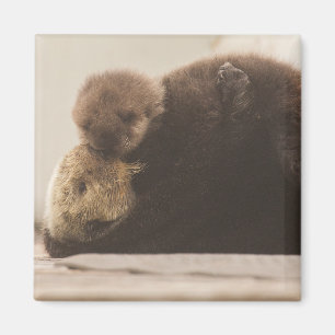 Niedliche Kleintiere   Neugeborene Otter Pup Magnet
