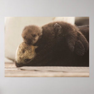 Niedliche Kleintiere Neugeborene Otter Pup Poster