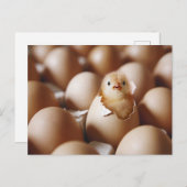 Niedliche Kleintiere | New Baby Chick Postkarte (Vorne/Hinten)