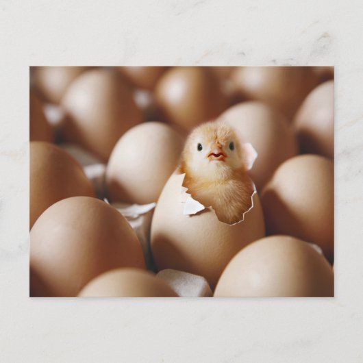 Niedliche Kleintiere | New Baby Chick Postkarte (Vorderseite)