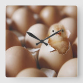 Niedliche Kleintiere | New Baby Chick Quadratische Wanduhr (Vorderseite)