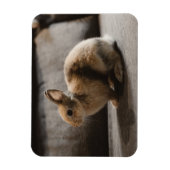 Niedliche Kleintiere | Niederländische Zwergkaninc Magnet (Vertikal)