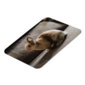 Niedliche Kleintiere | Niederländische Zwergkaninc Magnet (Linke Seite)