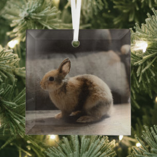 Niedliche Kleintiere Niederländische Zwergkaninc Ornament Aus Glas