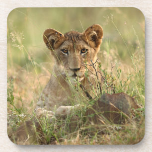 Niedliche Kleintiere   Niedlich Baby Lion Cub Getränkeuntersetzer