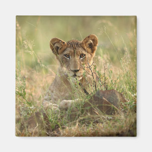 Niedliche Kleintiere Niedlich Baby Lion Cub Magnet