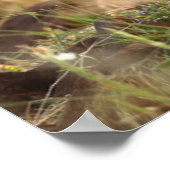 Niedliche Kleintiere | Niedlich Baby Lion Cub Poster (Ecke)