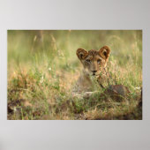 Niedliche Kleintiere | Niedlich Baby Lion Cub Poster (Vorne)