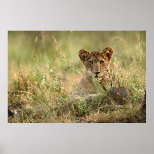 Niedliche Kleintiere Niedlich Baby Lion Cub Poster