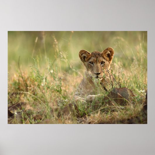 Niedliche Kleintiere | Niedlich Baby Lion Cub Poster (Vorne)