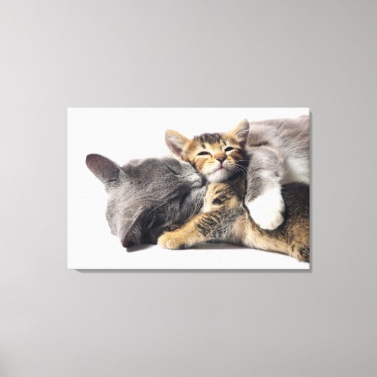 Niedliche Kleintiere | Niedlich Kitten Hug Leinwanddruck (Vorderseite)