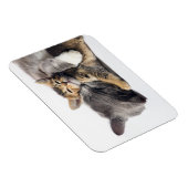 Niedliche Kleintiere | Niedlich Kitten Hug Magnet (Rechte Seite)