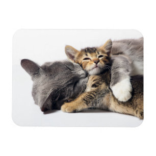 Niedliche Kleintiere   Niedlich Kitten Hug Magnet