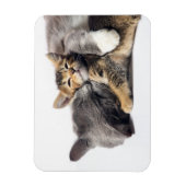 Niedliche Kleintiere | Niedlich Kitten Hug Magnet (Vertikal)