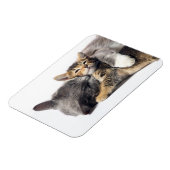 Niedliche Kleintiere | Niedlich Kitten Hug Magnet (Linke Seite)