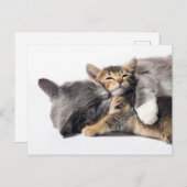 Niedliche Kleintiere | Niedlich Kitten Hug Postkarte (Vorne/Hinten)