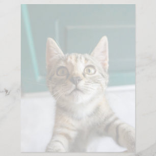 Niedliche Kleintiere Niedlich Tabby Kitten