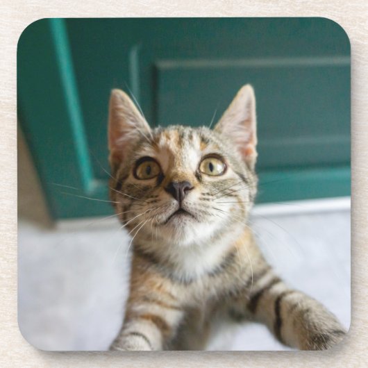 Niedliche Kleintiere | Niedlich Tabby Kitten Getränkeuntersetzer (Vorderseite)