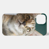 Niedliche Kleintiere | Niedlich Tabby Kitten iPhone Hülle (Rückseite (Horizontal))