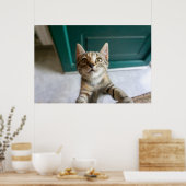 Niedliche Kleintiere | Niedlich Tabby Kitten Poster (Küche)