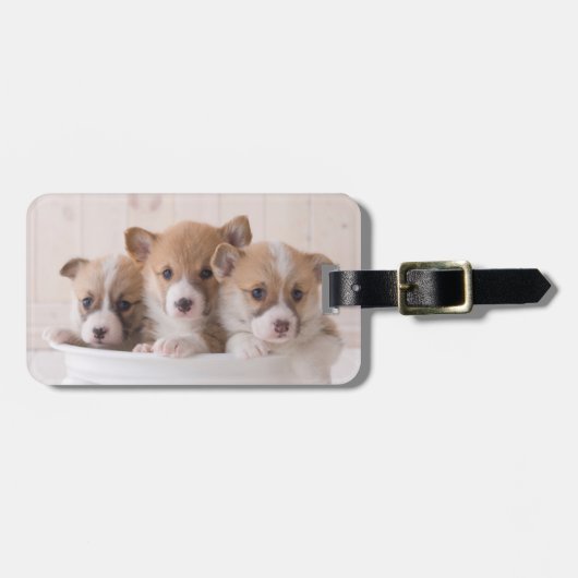 Niedliche Kleintiere | Niedliche Corgi Welpen in e Gepäckanhänger (Vorderseite horizontal)