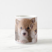 Niedliche Kleintiere | Niedliche Corgi Welpen in e Kaffeetasse (Mittel)