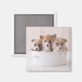 Niedliche Kleintiere | Niedliche Corgi Welpen in e Magnet (Vorderseite/Rückseite)