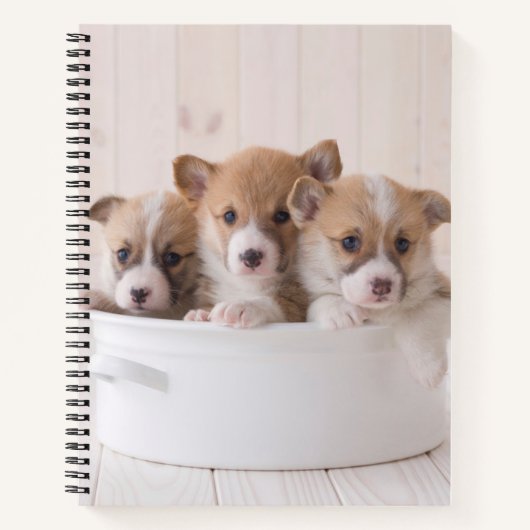 Niedliche Kleintiere | Niedliche Corgi Welpen in e Notizblock (Vorderseite)