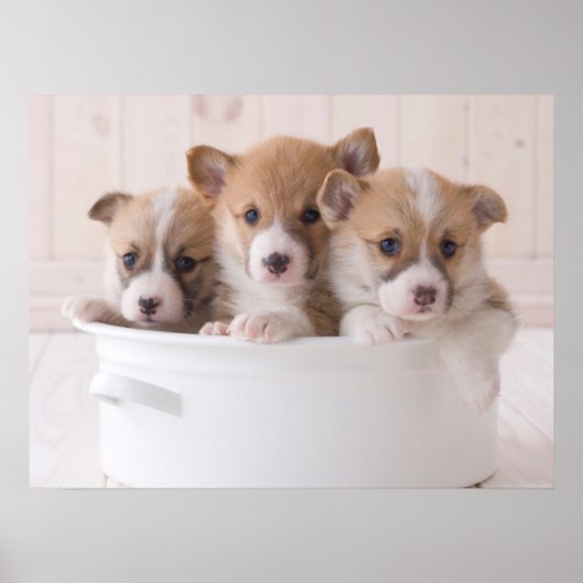Niedliche Kleintiere | Niedliche Corgi Welpen in e Poster (Vorne)