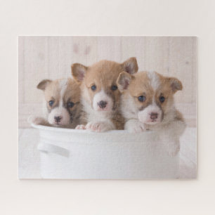 Niedliche Kleintiere Niedliche Corgi Welpen in e Puzzle