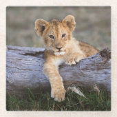 Niedliche Kleintiere | Niedliche Löwengräber Glasuntersetzer (Vorderseite)